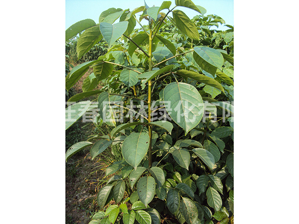 重陽(yáng)木